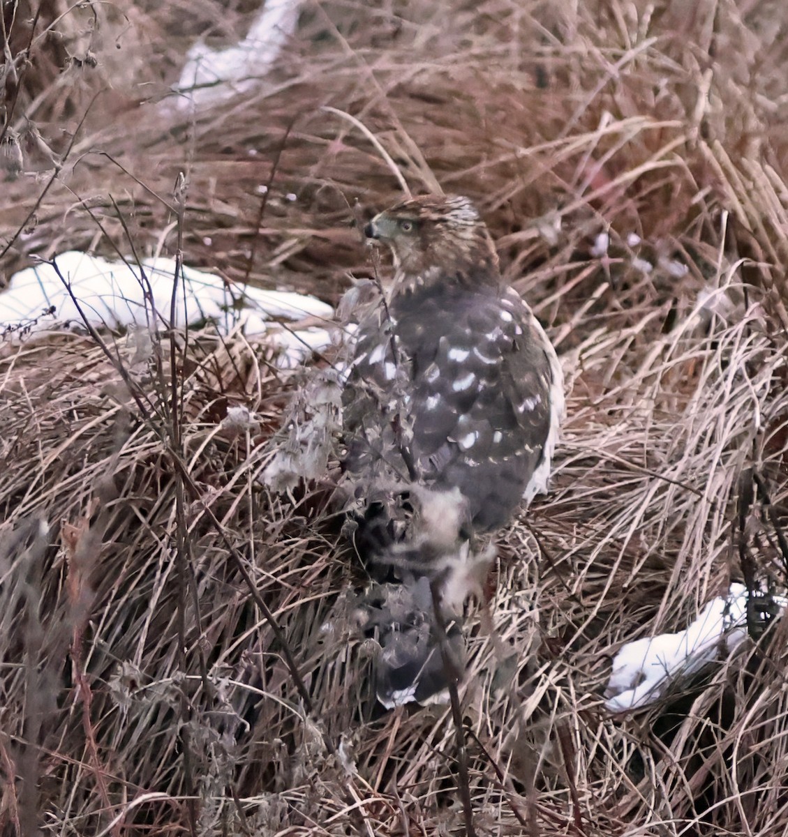 Cooper's Hawk - ML646587734
