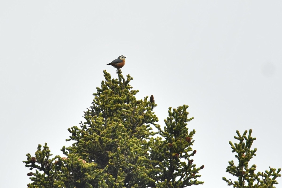 Przevalski's Nuthatch - ML646587739