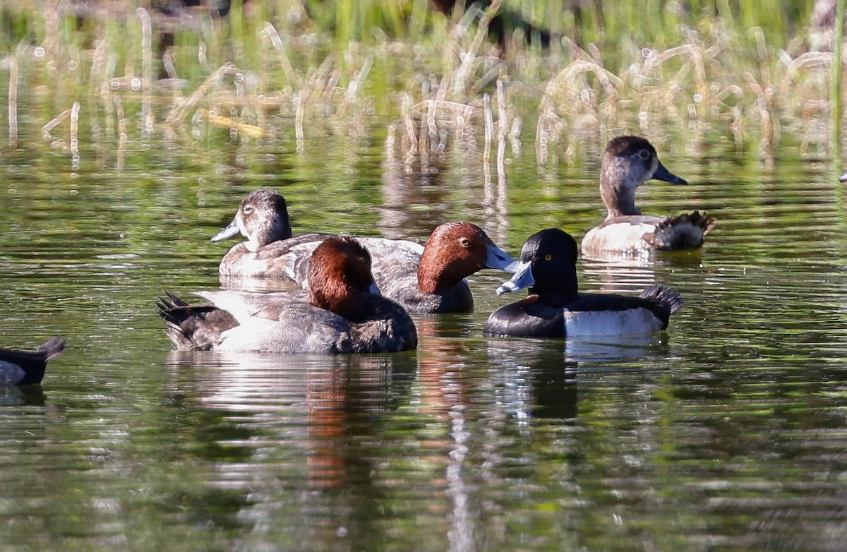 Redhead - ML646587740