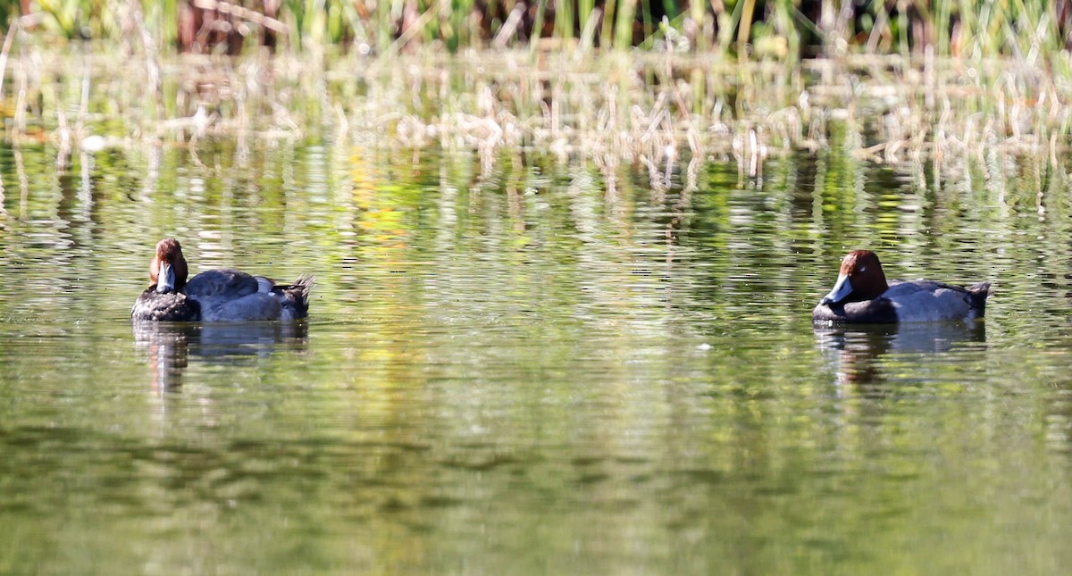Redhead - ML646587741