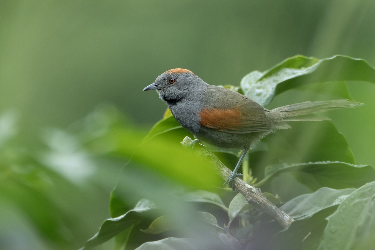 ススイロカマドドリ - ML646587743