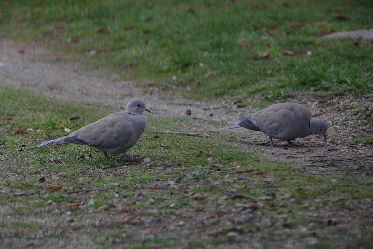 Tourterelle turque - ML646587745