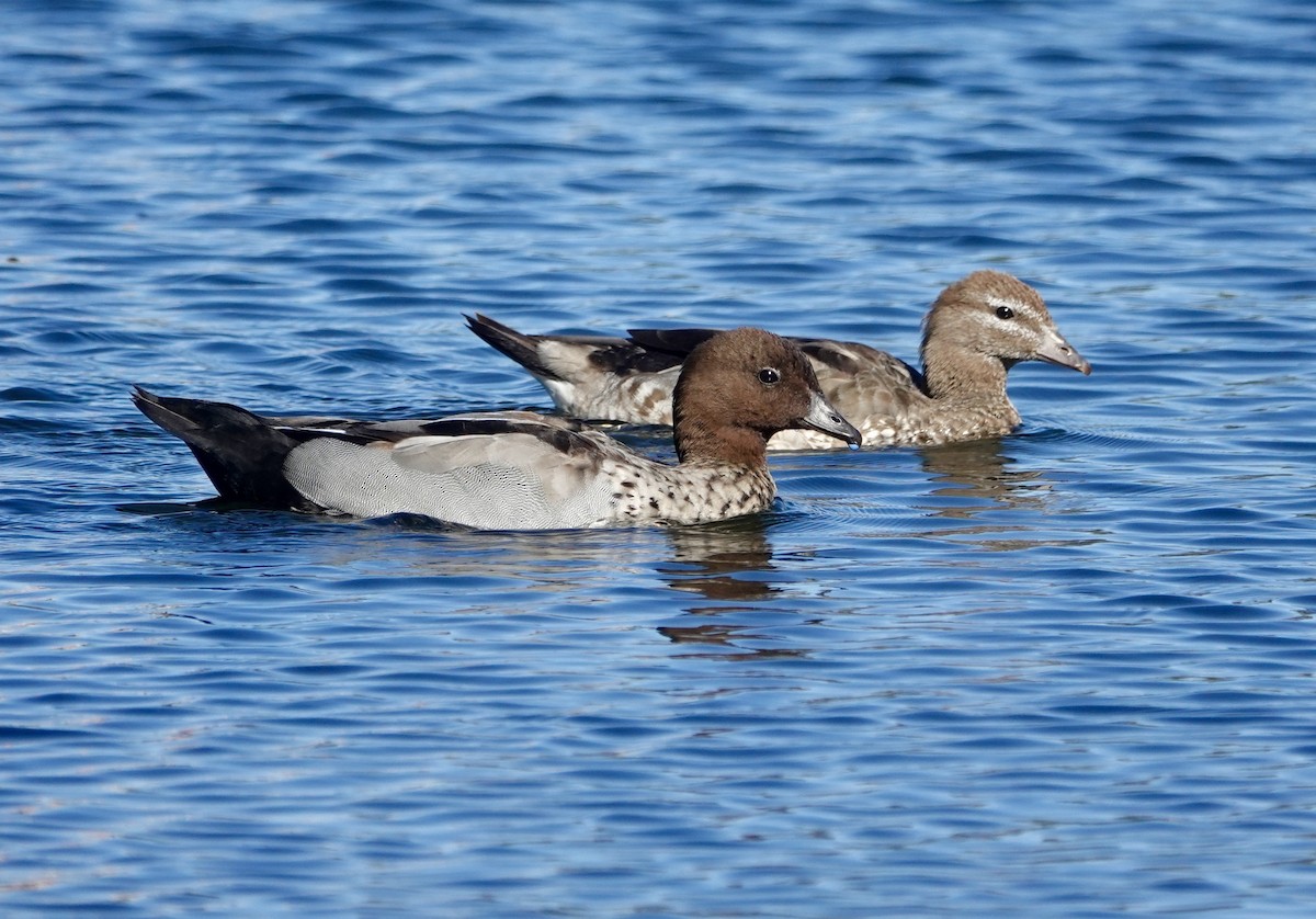 Oca arborea australiana - ML646587747