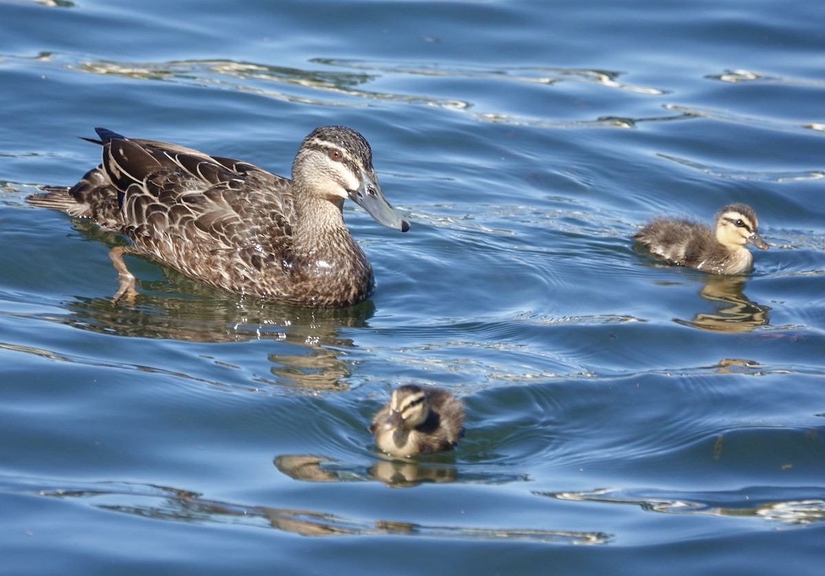 Pacific Black Duck - ML646587749