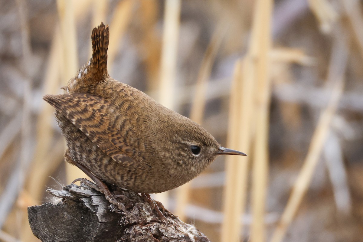 Scricciolo [gruppo troglodytes] - ML646587751