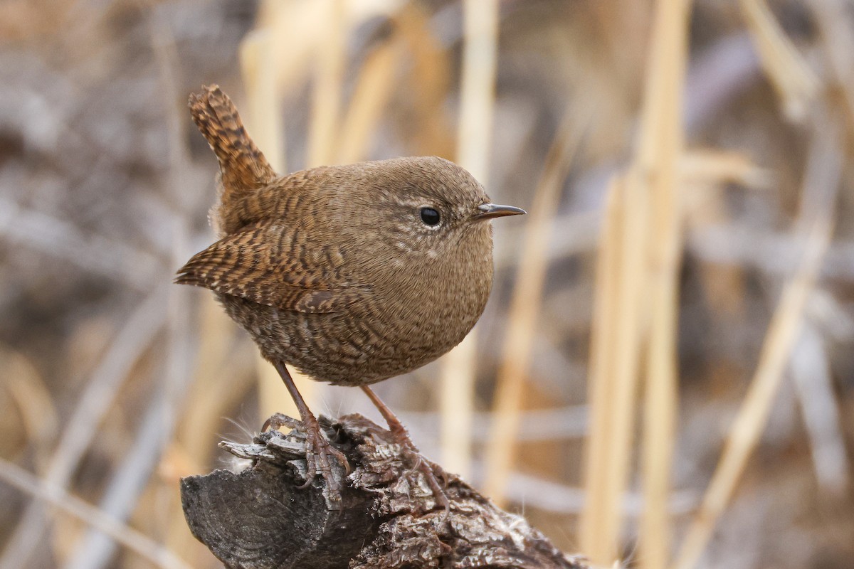 Scricciolo [gruppo troglodytes] - ML646587752