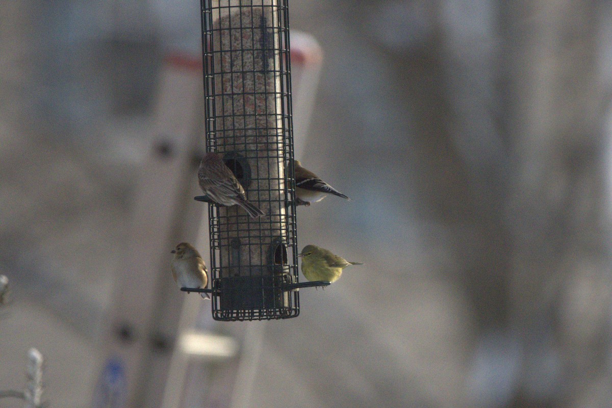 Orange-crowned Warbler - ML646587753