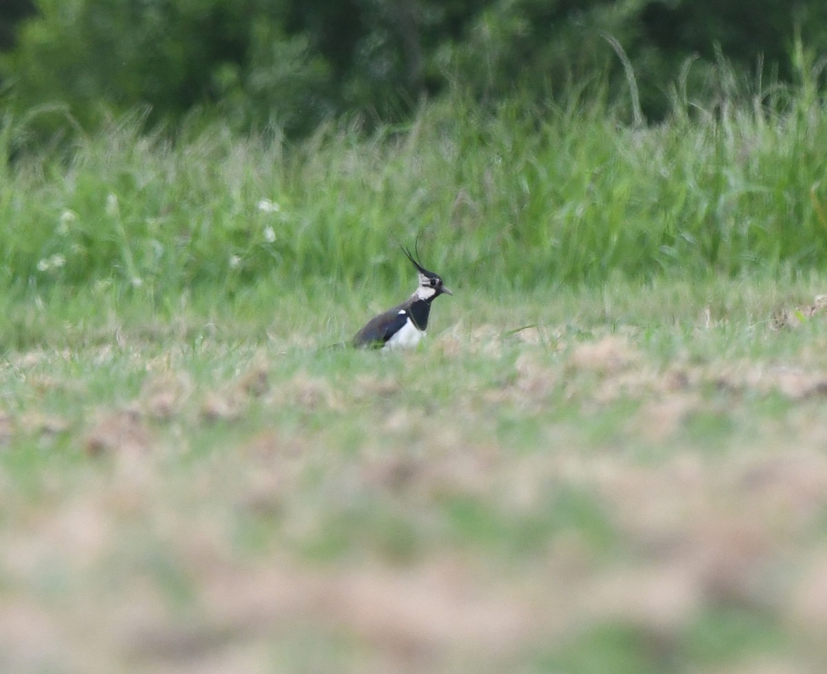 Northern Lapwing - ML646587754