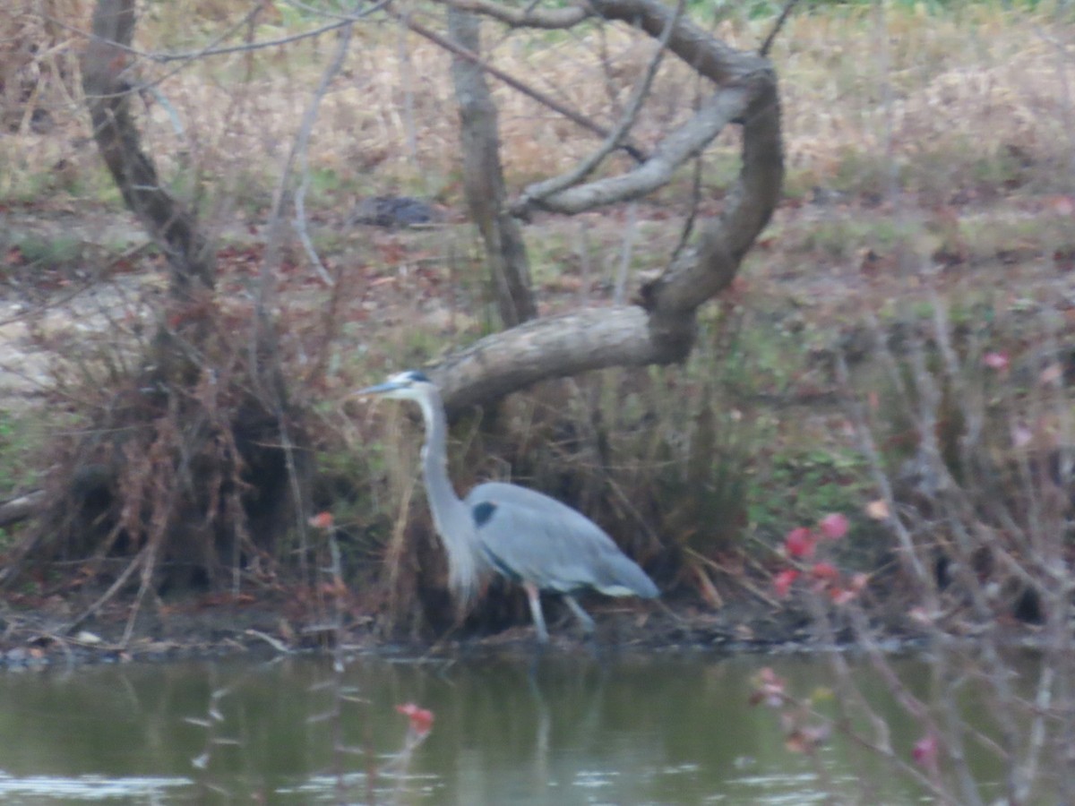 Great Blue Heron - ML646587755
