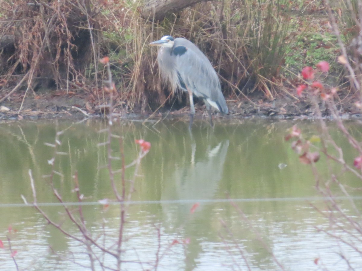 Great Blue Heron - ML646587756