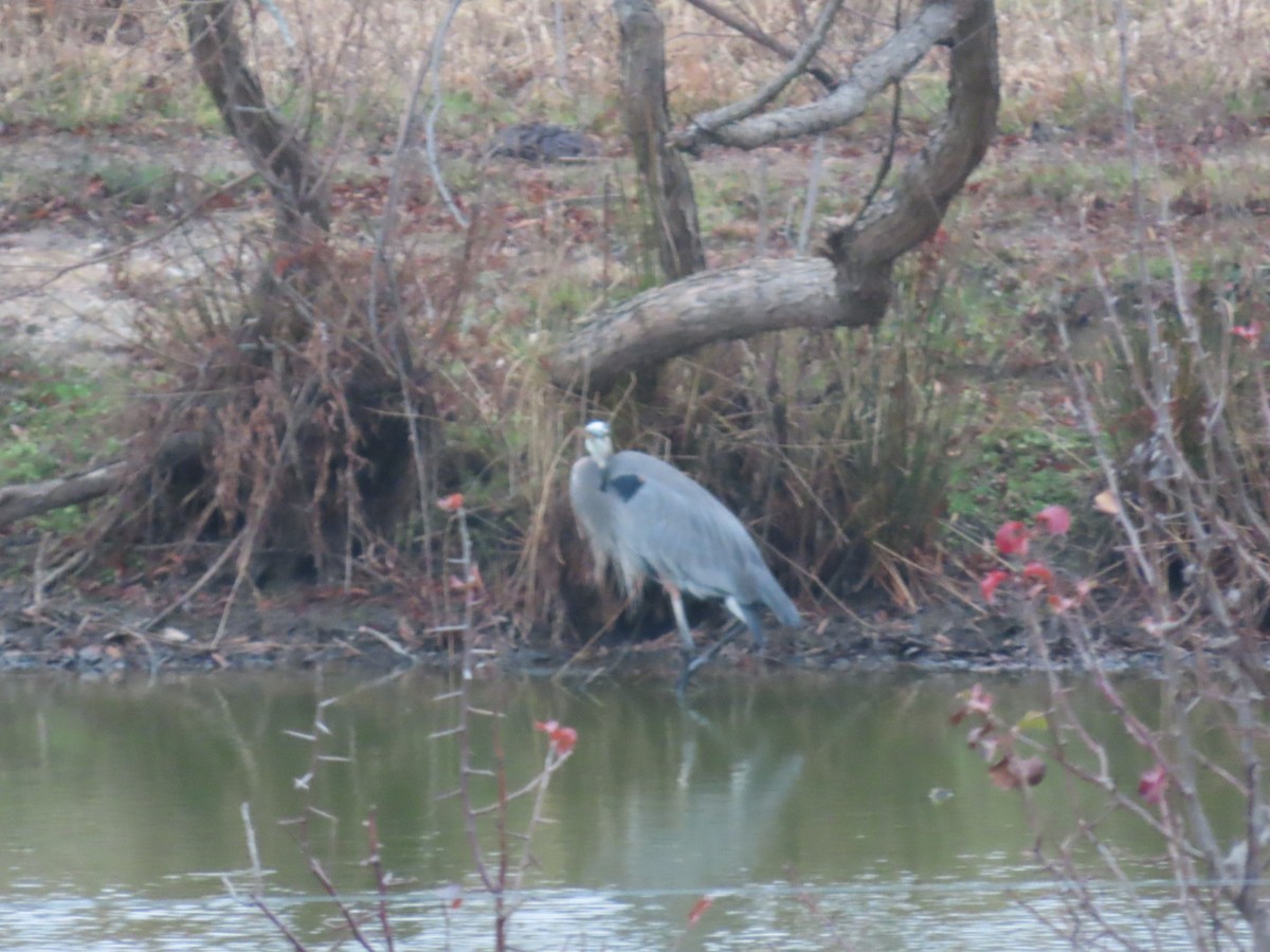 Great Blue Heron - ML646587757