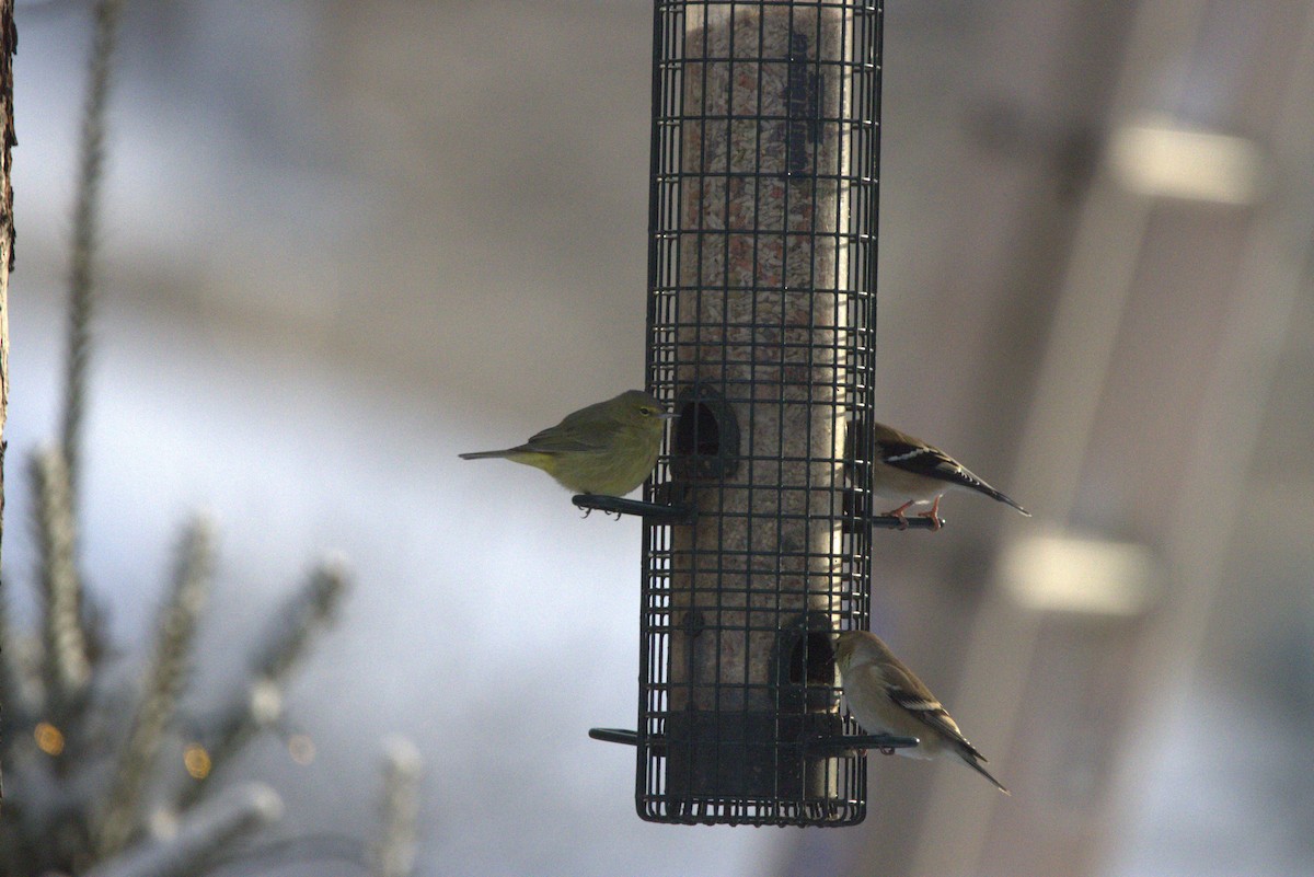 Orange-crowned Warbler - ML646587758