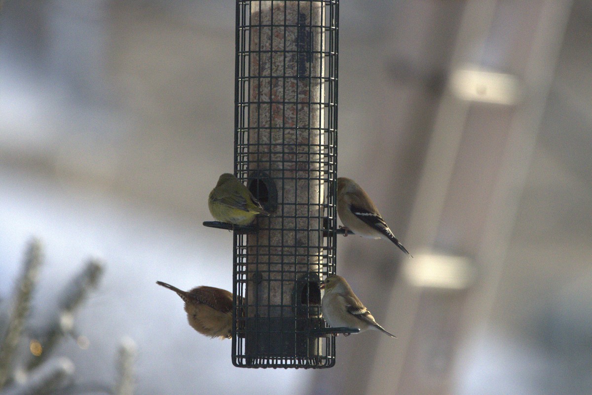 Orange-crowned Warbler - ML646587761