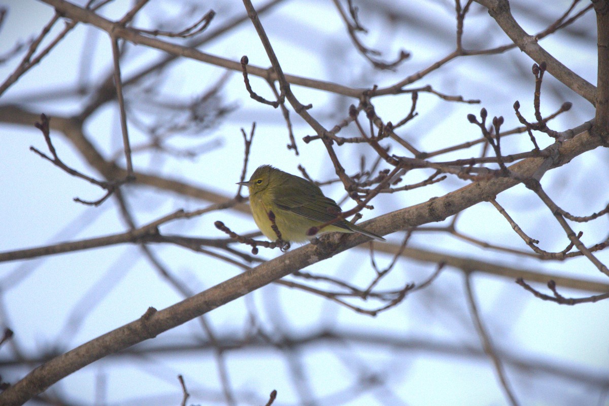 Orange-crowned Warbler - ML646587764