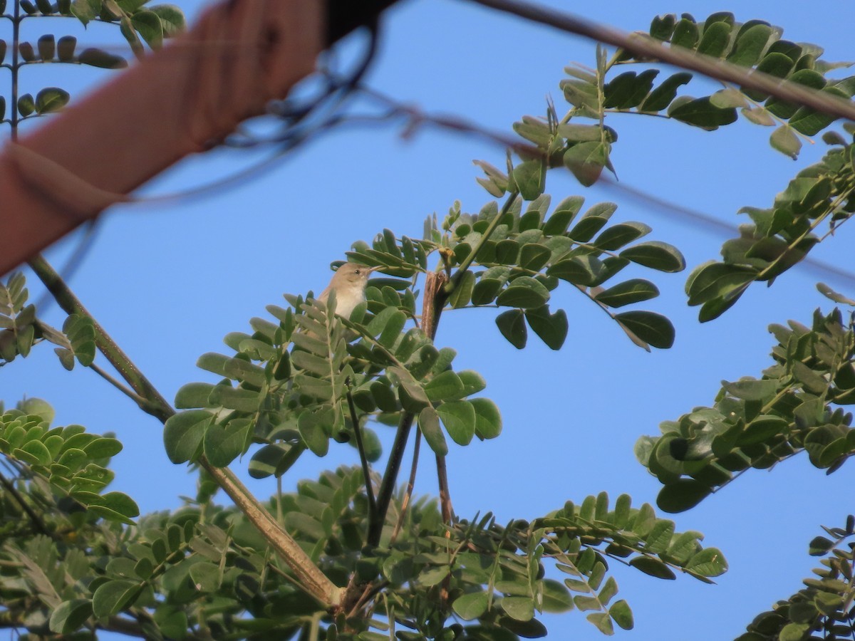 østsanger - ML646587765