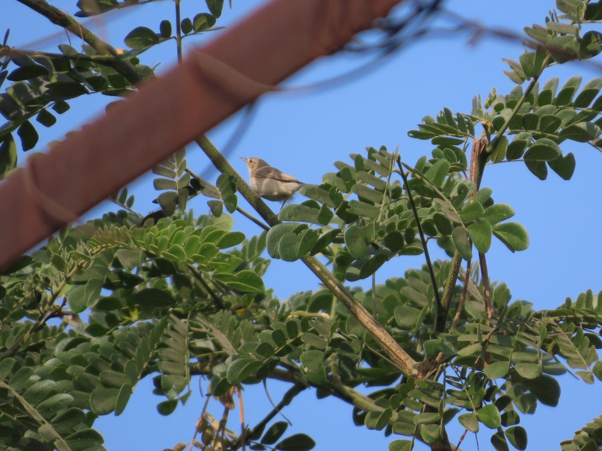 østsanger - ML646587766