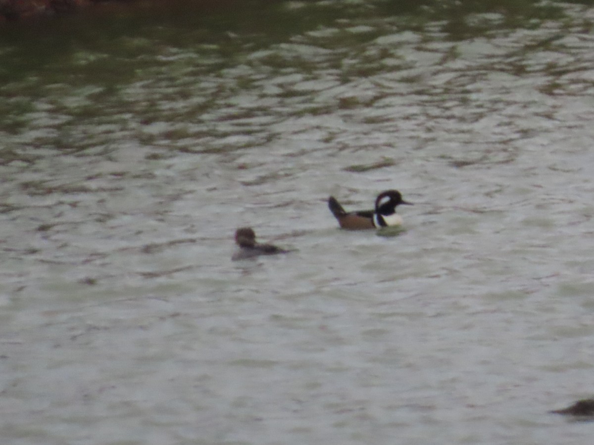 Smergo dal cappuccio - ML646587768