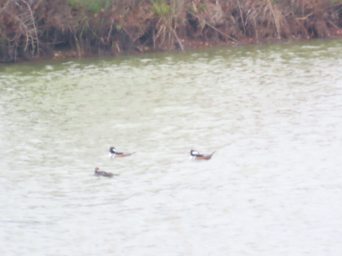 Smergo dal cappuccio - ML646587769