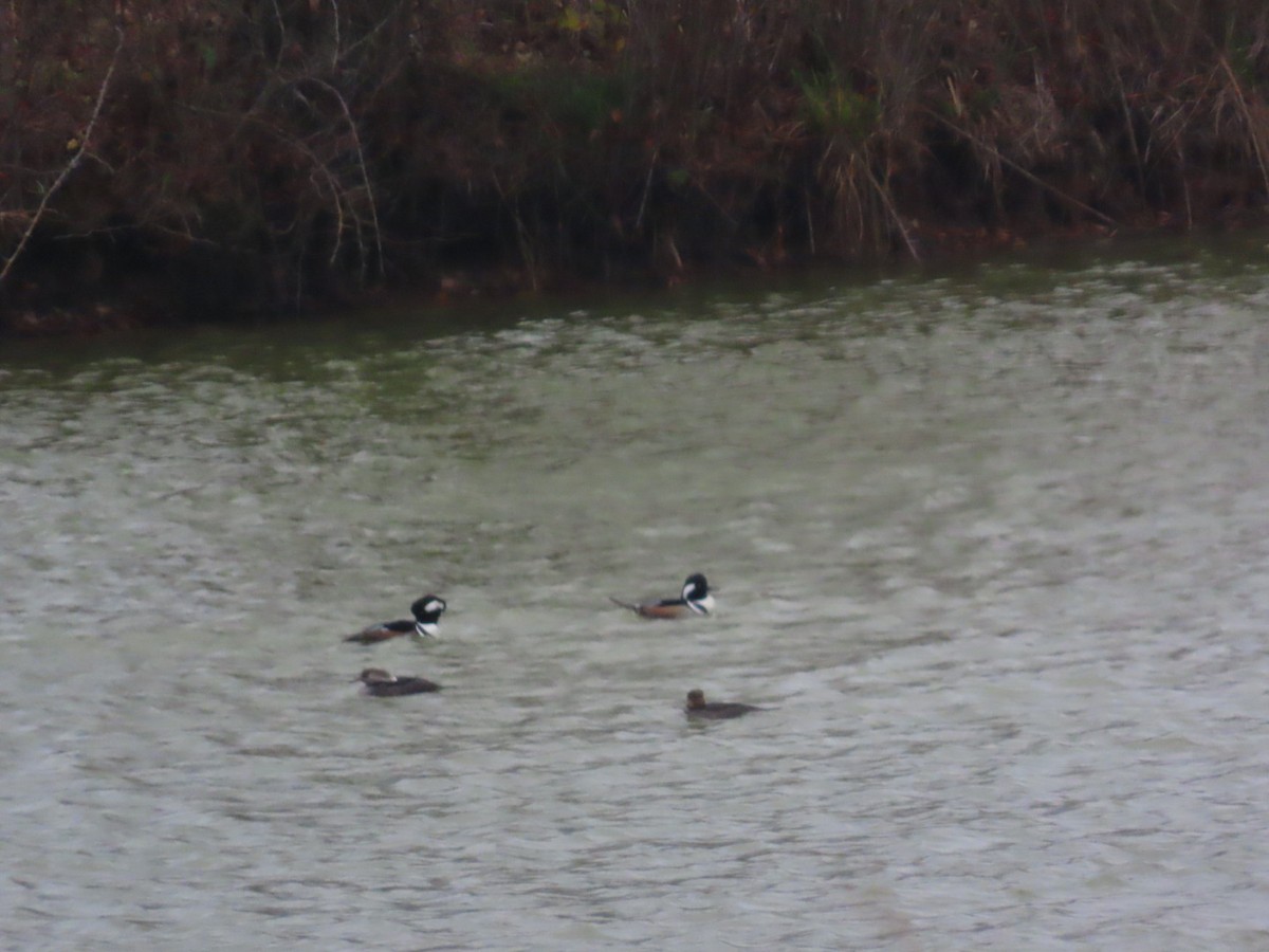 Smergo dal cappuccio - ML646587770