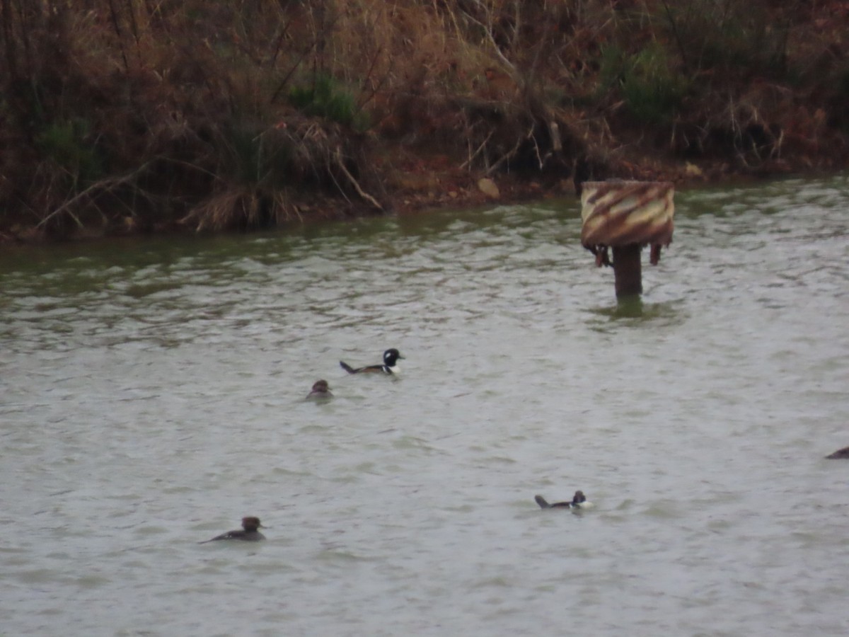 Smergo dal cappuccio - ML646587771