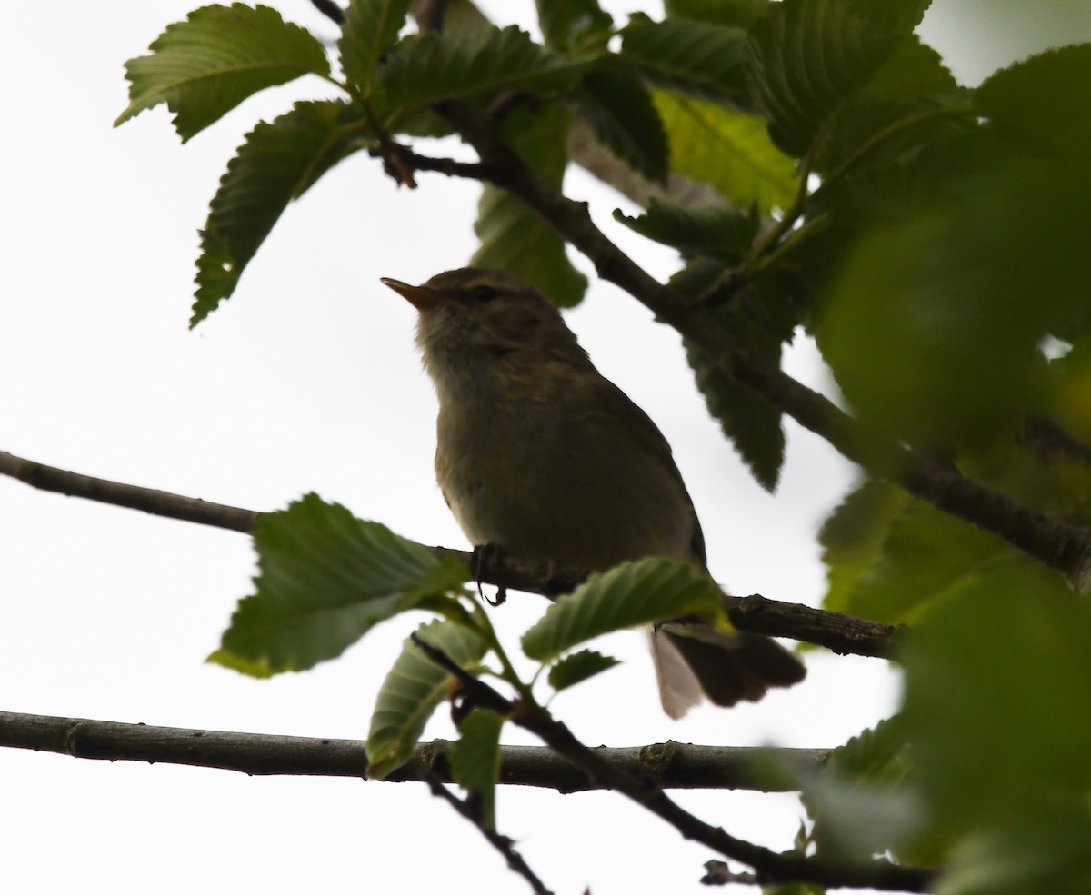 Common Chiffchaff (Common) - ML646587772