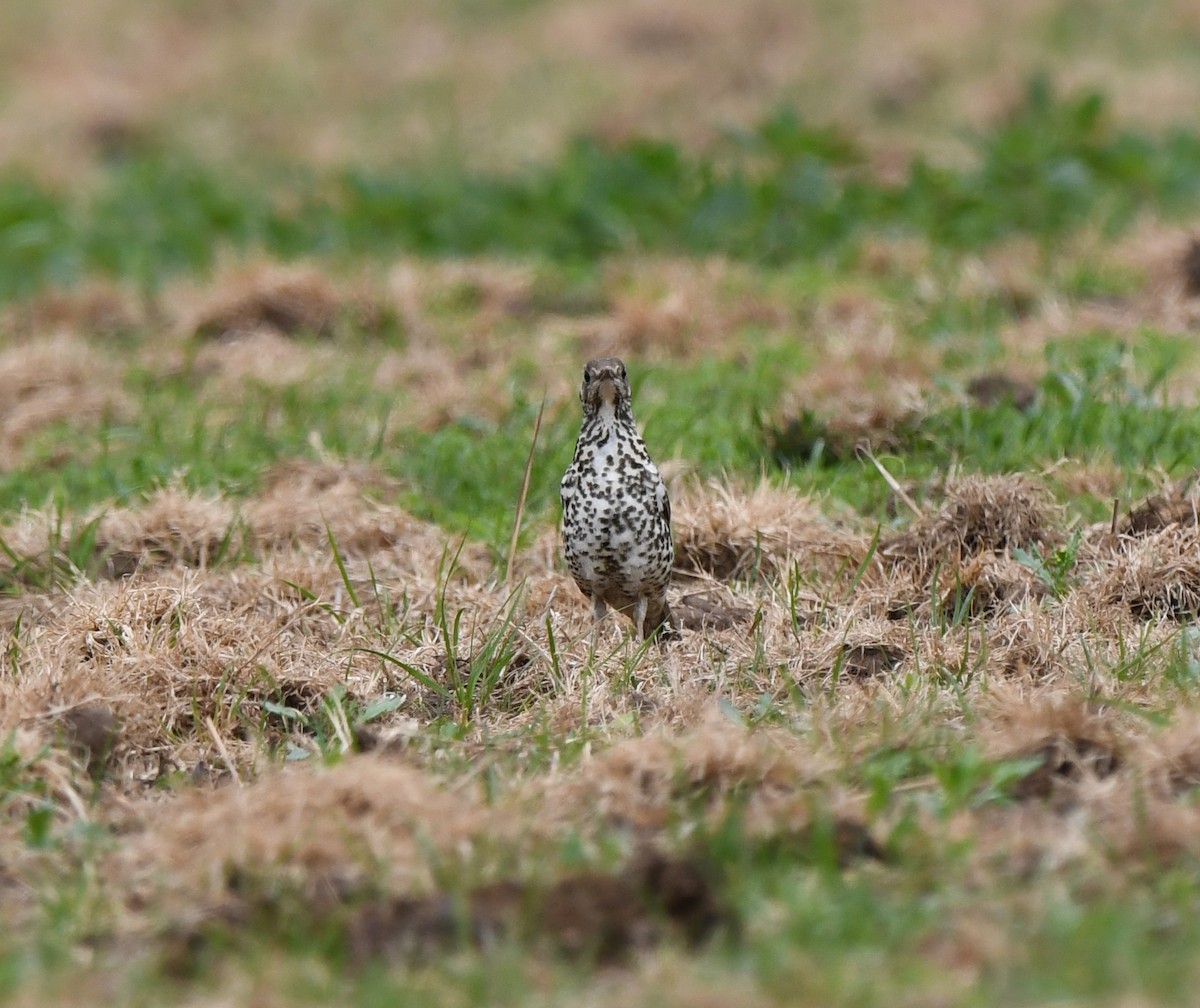 Grive draine - ML646587775