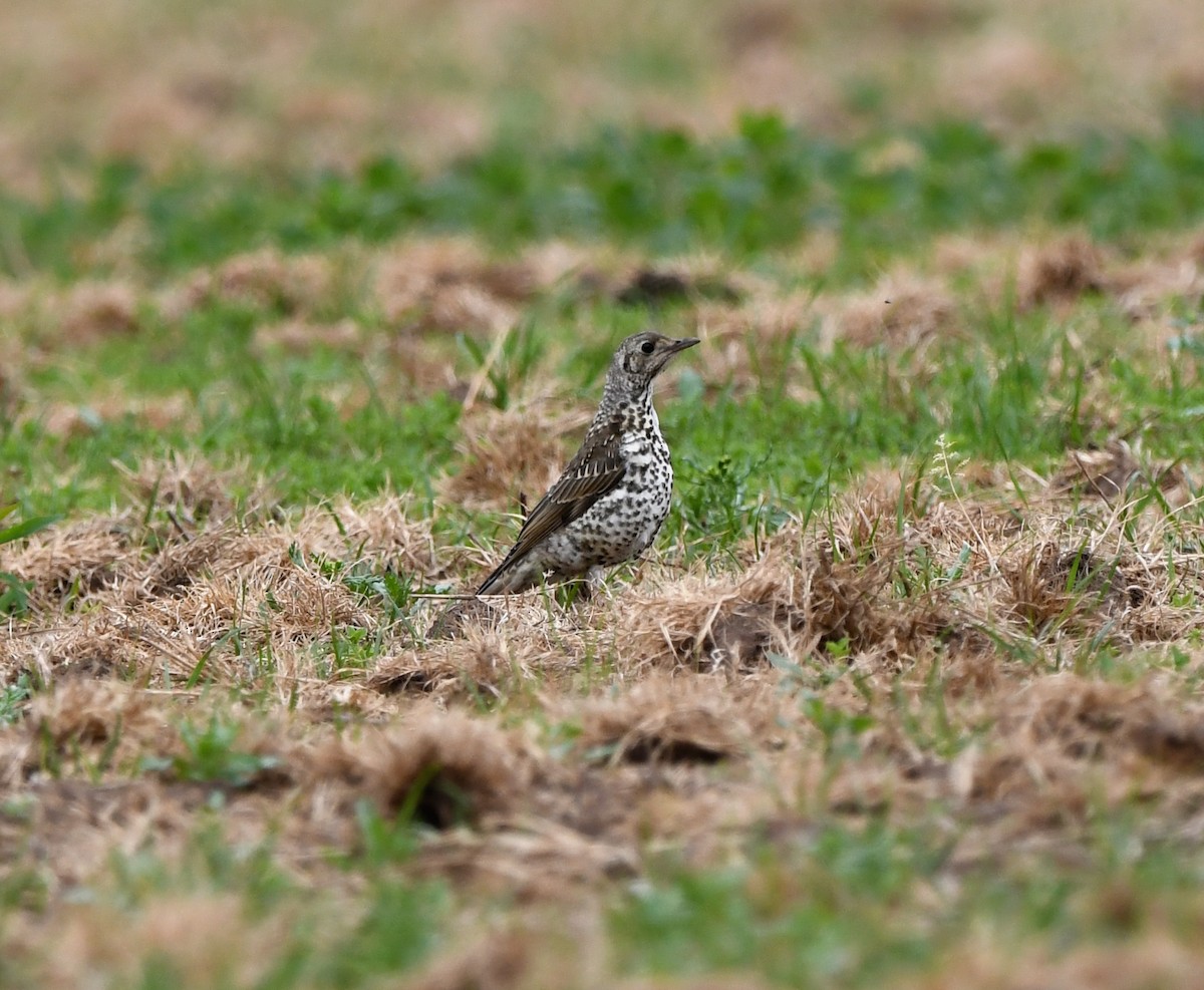 Grive draine - ML646587776