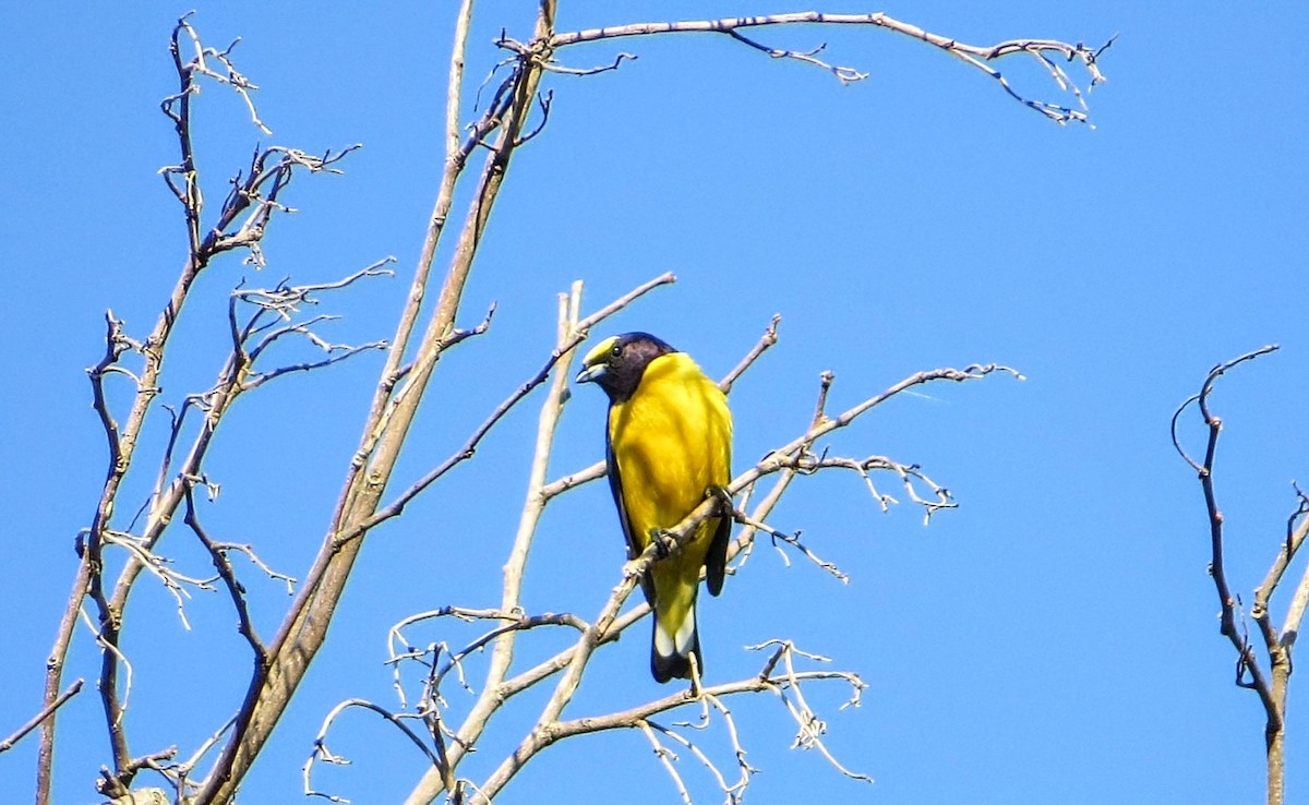 Purple-throated Euphonia - ML646587779