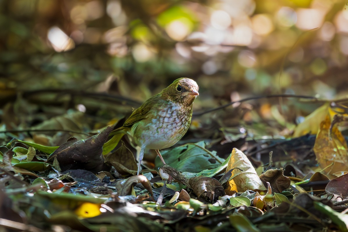 Rufous-tailed Robin - ML646587780
