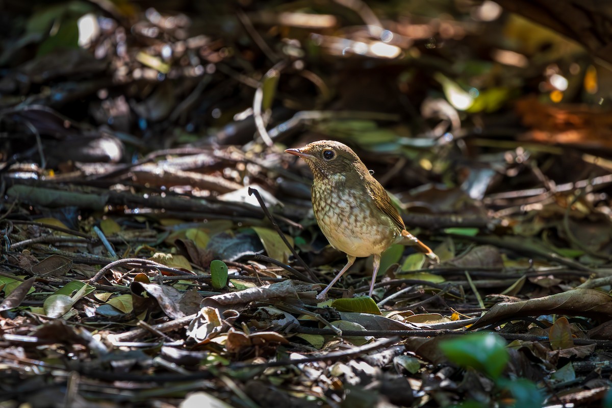 Rufous-tailed Robin - ML646587781