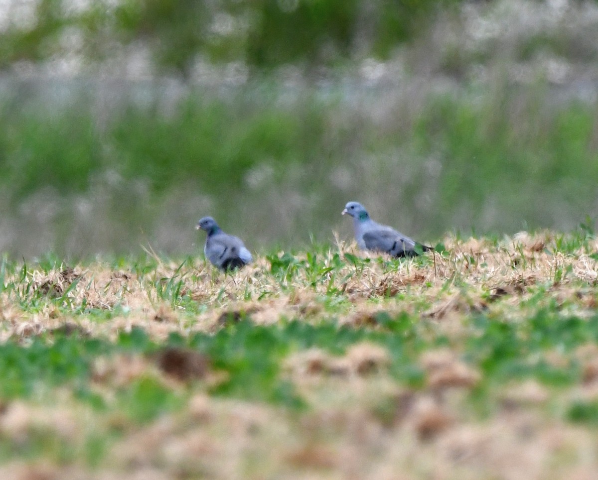 Stock Dove - ML646587785