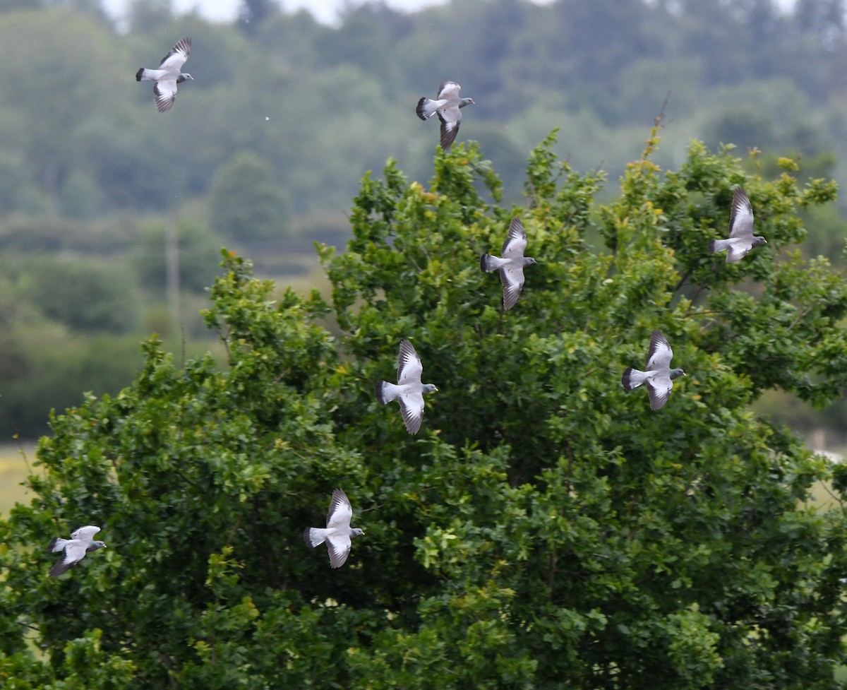 Stock Dove - ML646587786