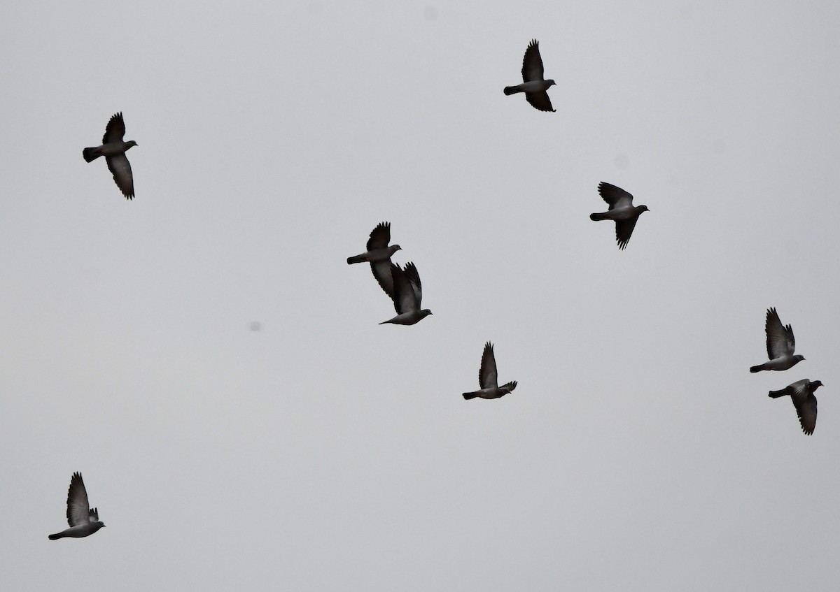 Stock Dove - ML646587787