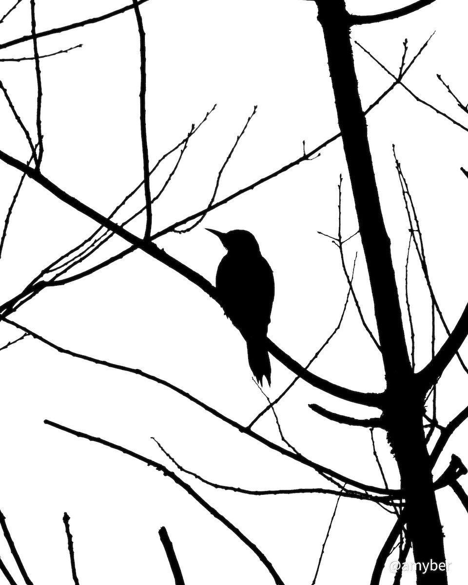 Northern Flicker - ML646587788