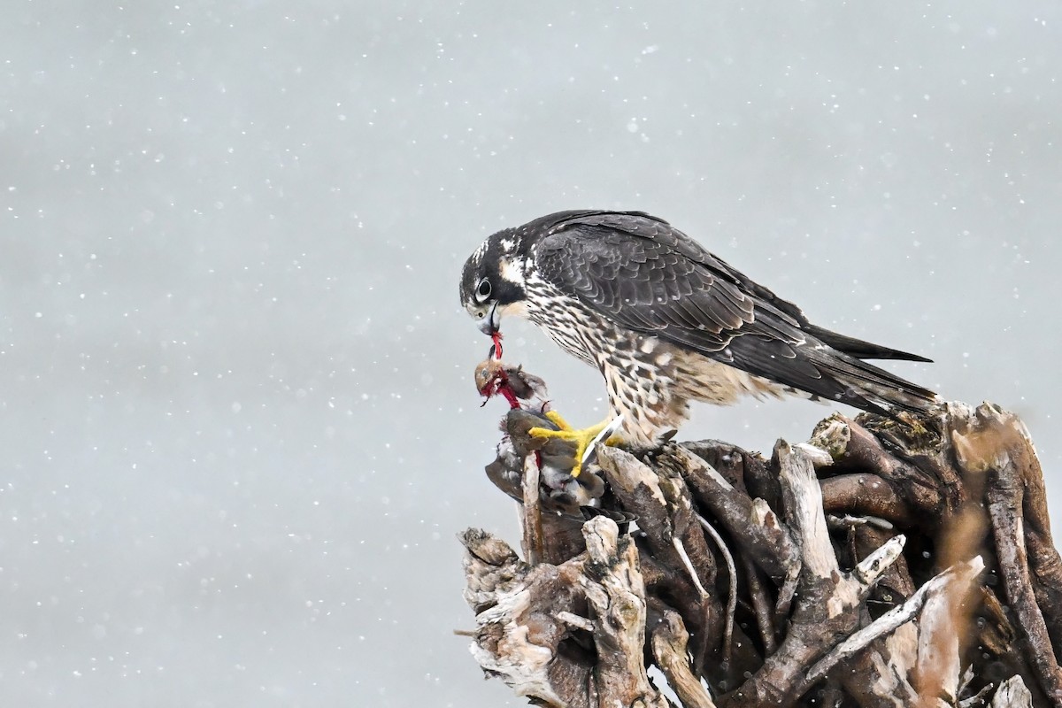 Peregrine Falcon - ML646587791