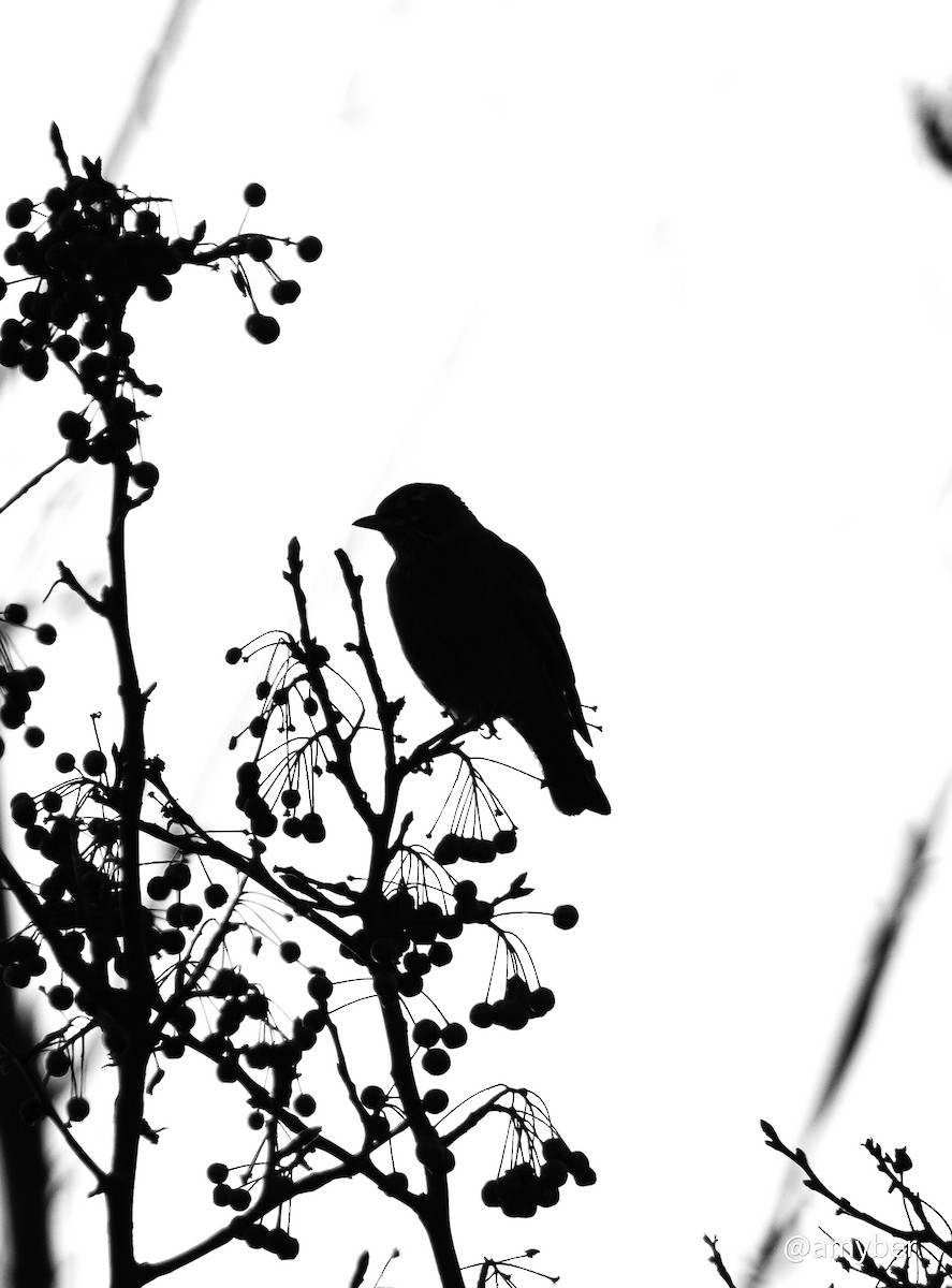 American Robin - ML646587792