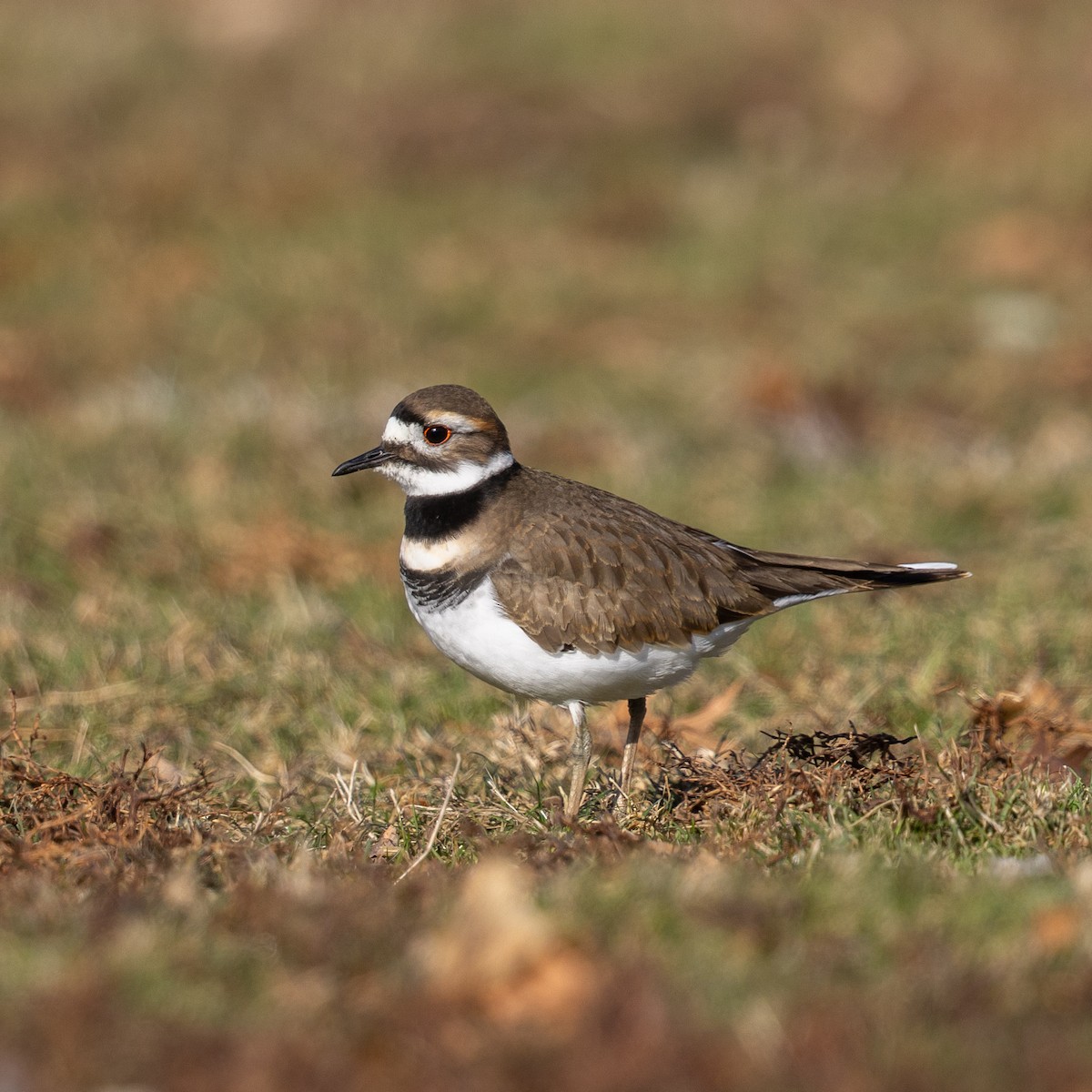 Killdeer - ML646587793