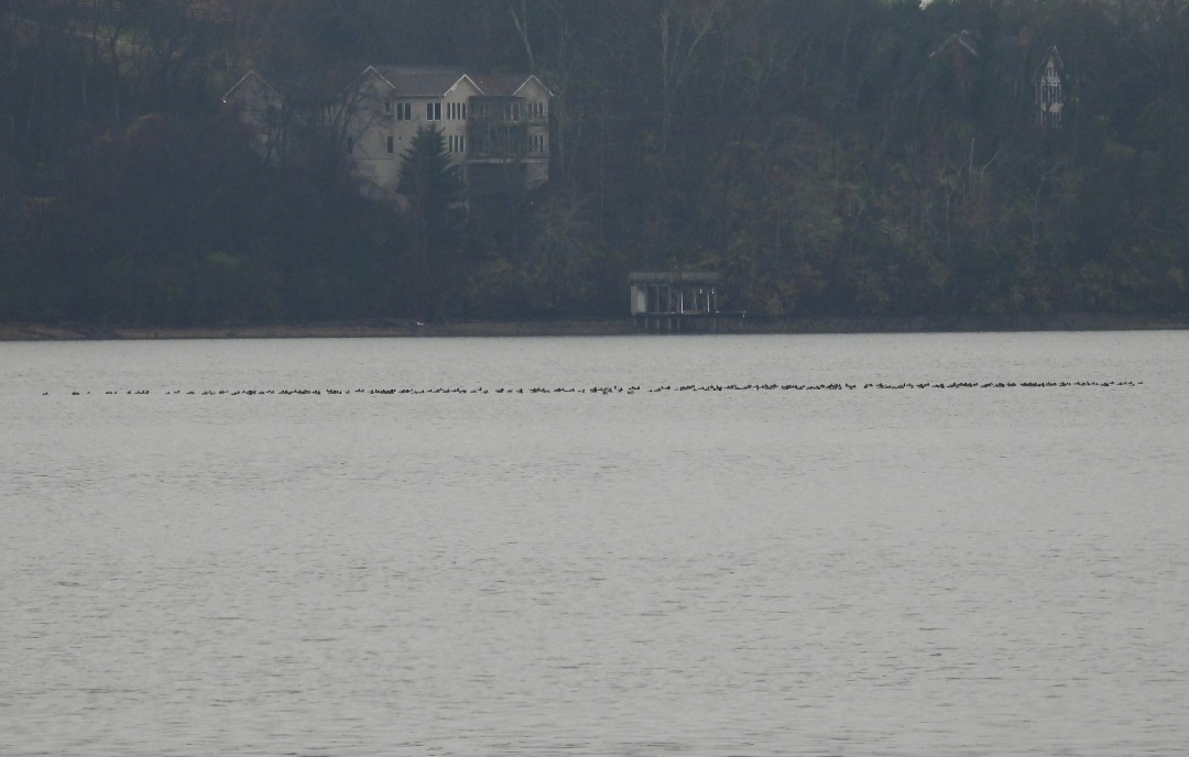 Redhead - ML646587794