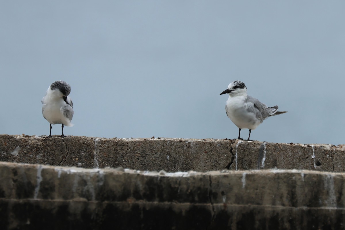 Whiskered Tern - ML646587796