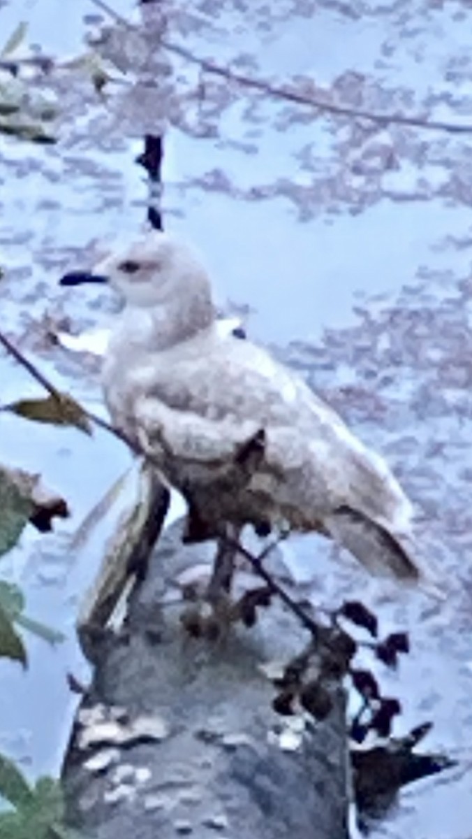 Larinae sp. - ML646587797