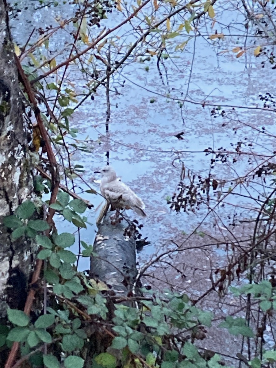 Larinae sp. - ML646587798