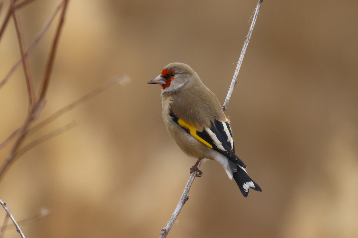 Gray-crowned Goldfinch - ML646587801