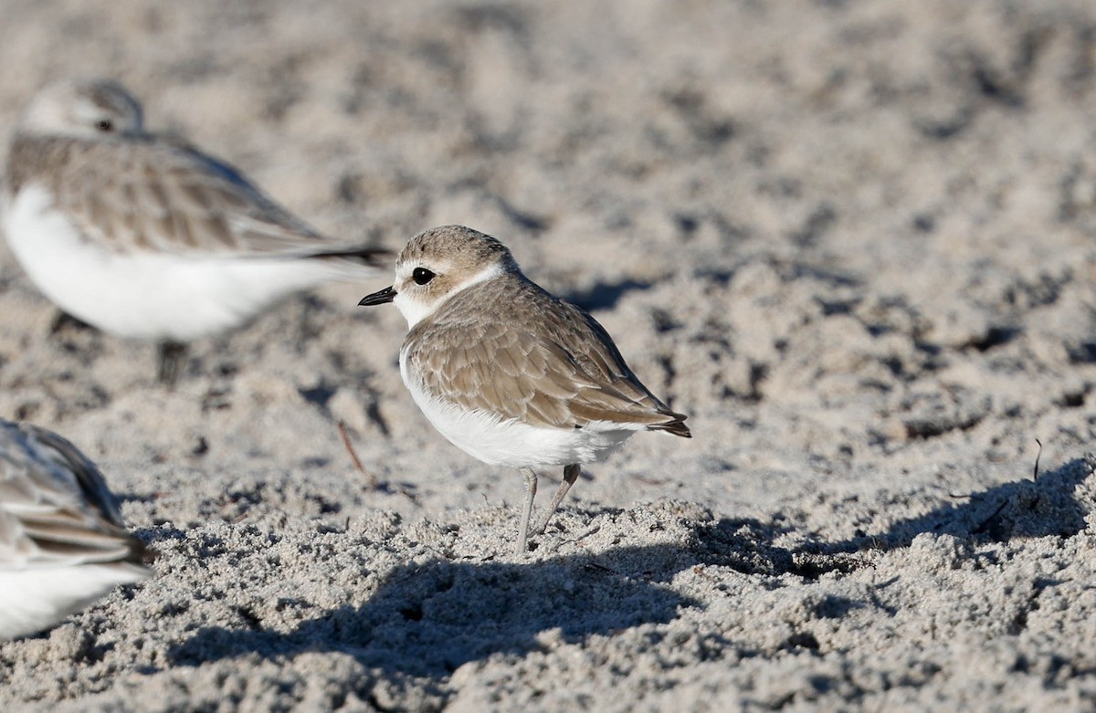 Snowy Plover - ML646587802