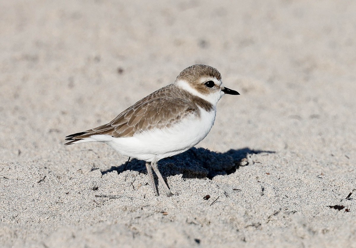 Snowy Plover - ML646587803