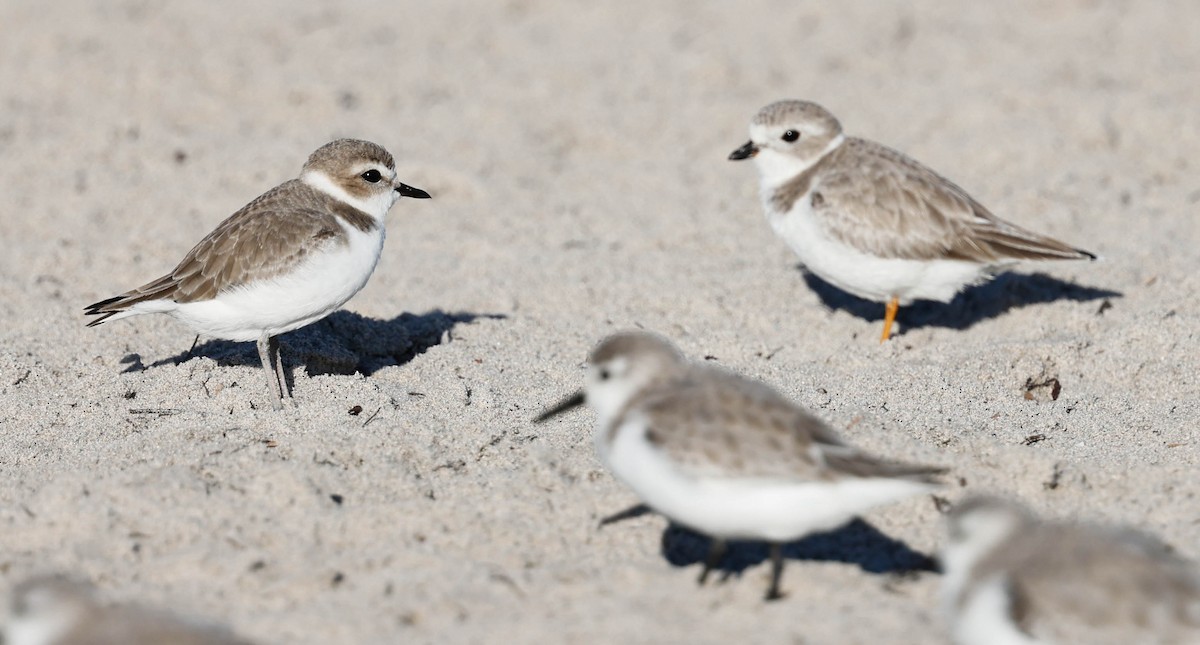 Snowy Plover - ML646587804