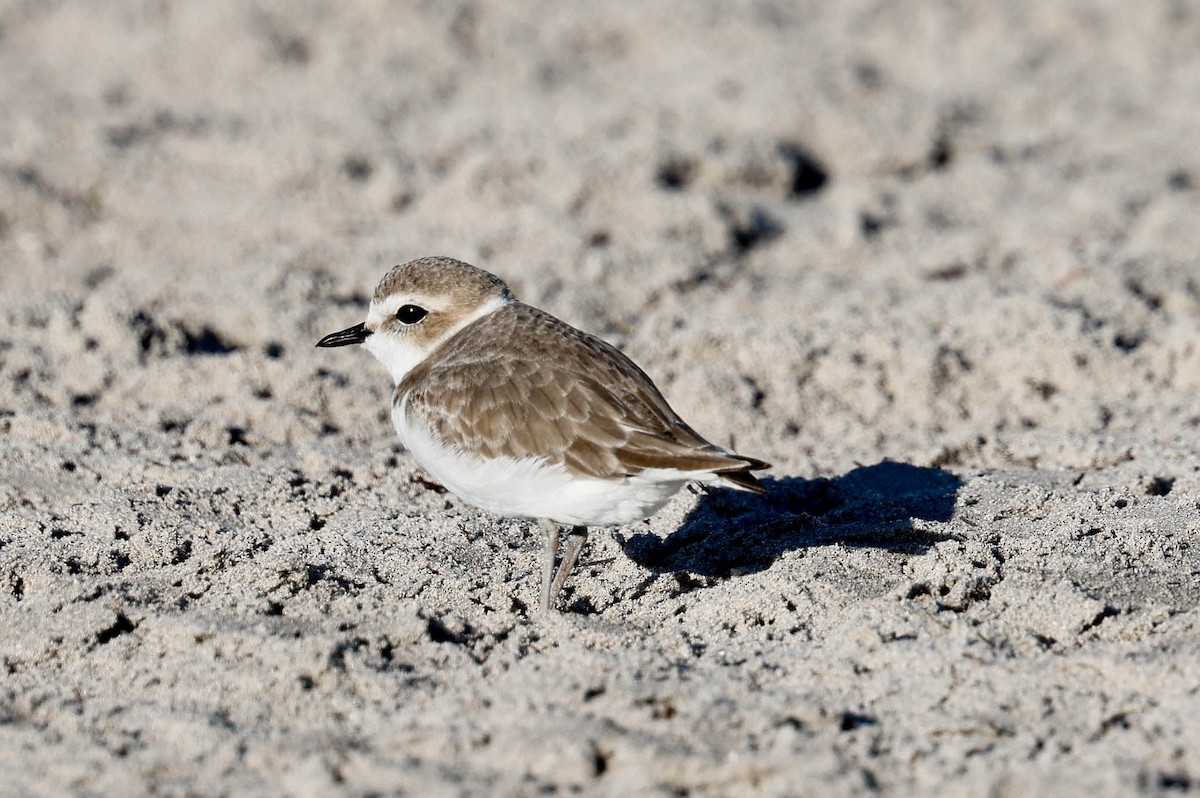 Snowy Plover - ML646587805