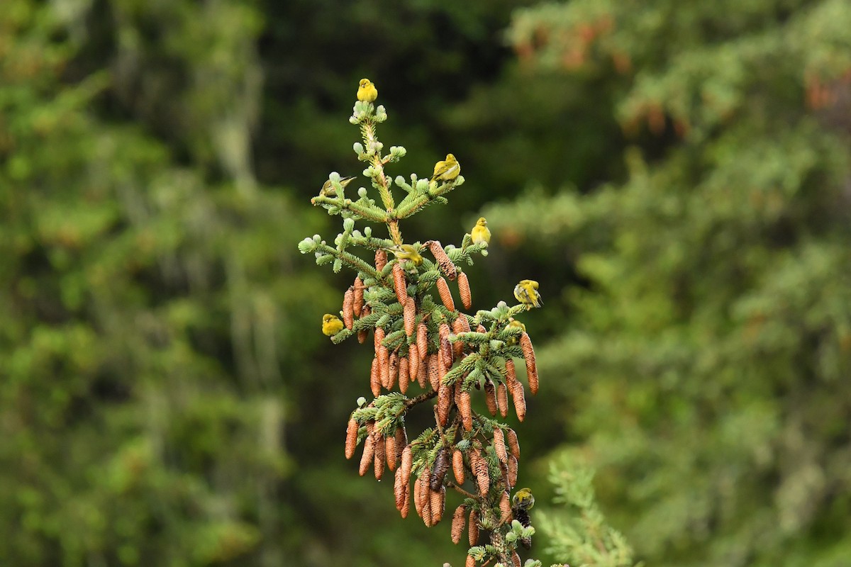 Tibetan Serin - ML646587808