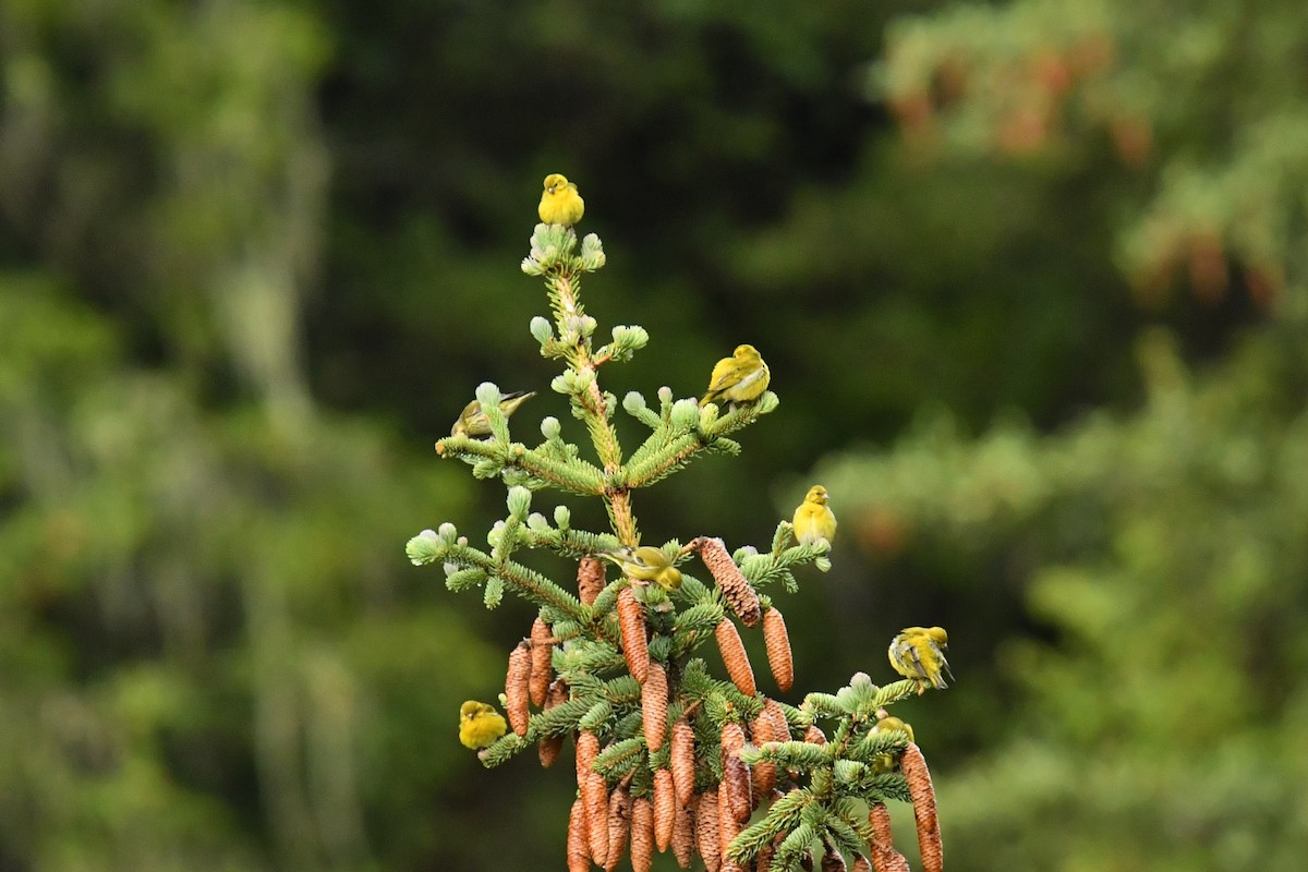 Tibetan Serin - ML646587809
