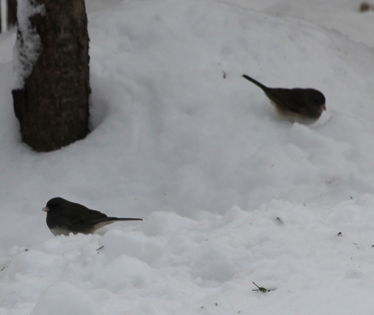 Dark-eyed Junco - ML646587810