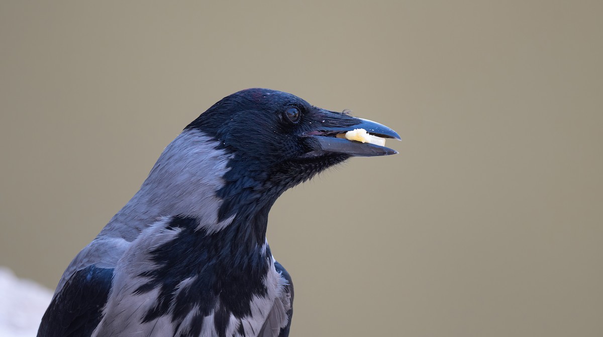 עורב אפור - ML646587811